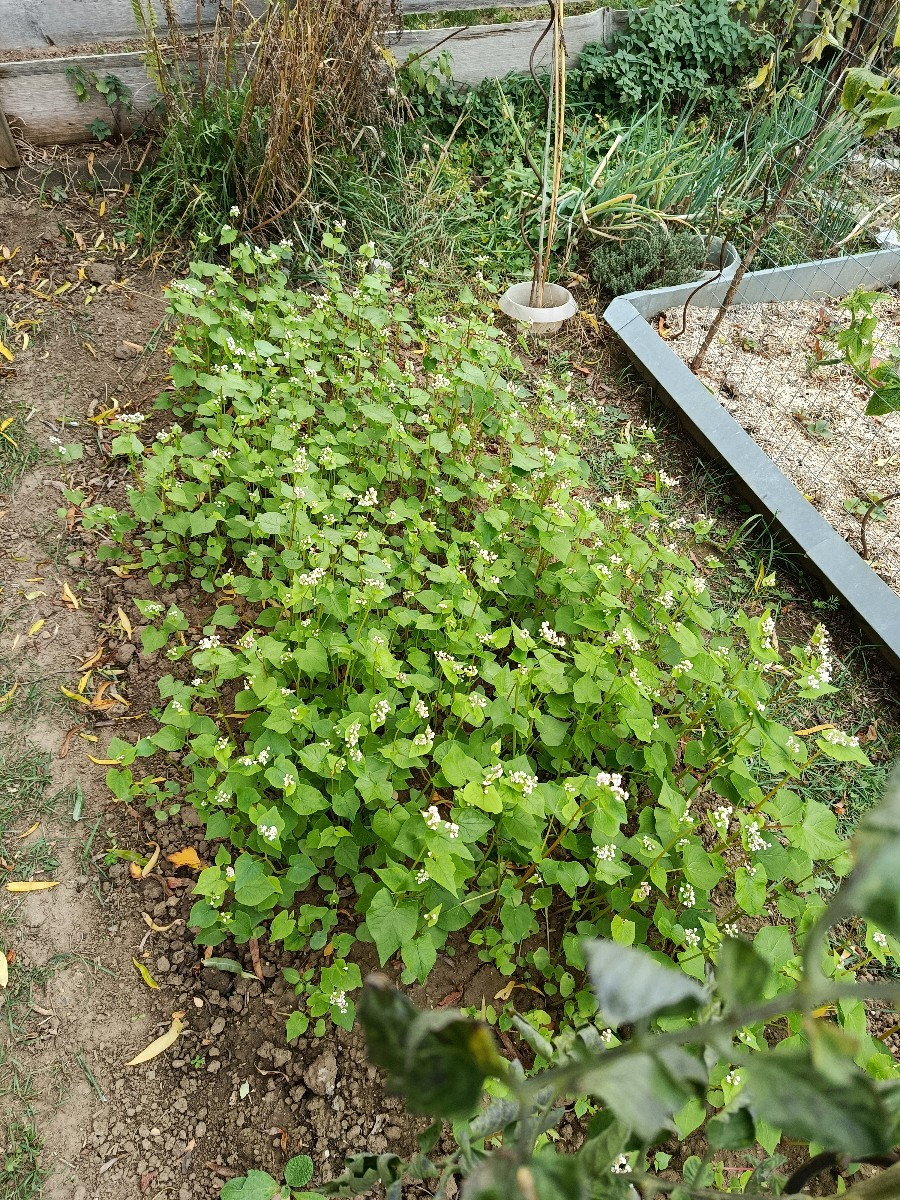Heute habe ich angefangen den Garten winterfest zu machen. Das heißt, Klo mitgenommen, Wasserkanister entleert, Pumpe a…