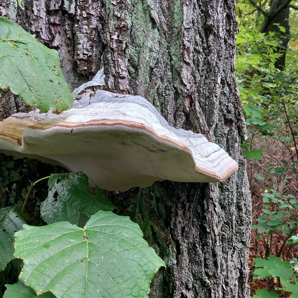 Ich habe heut einen interessanten Baum entdeckt. 
@Luc das sid Zunderschwämme oder?