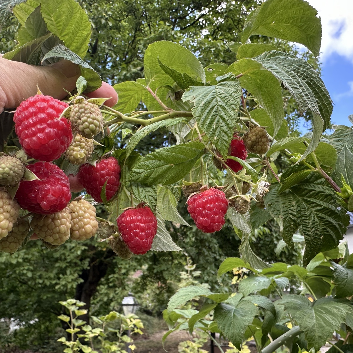 Himbeeren ❤️