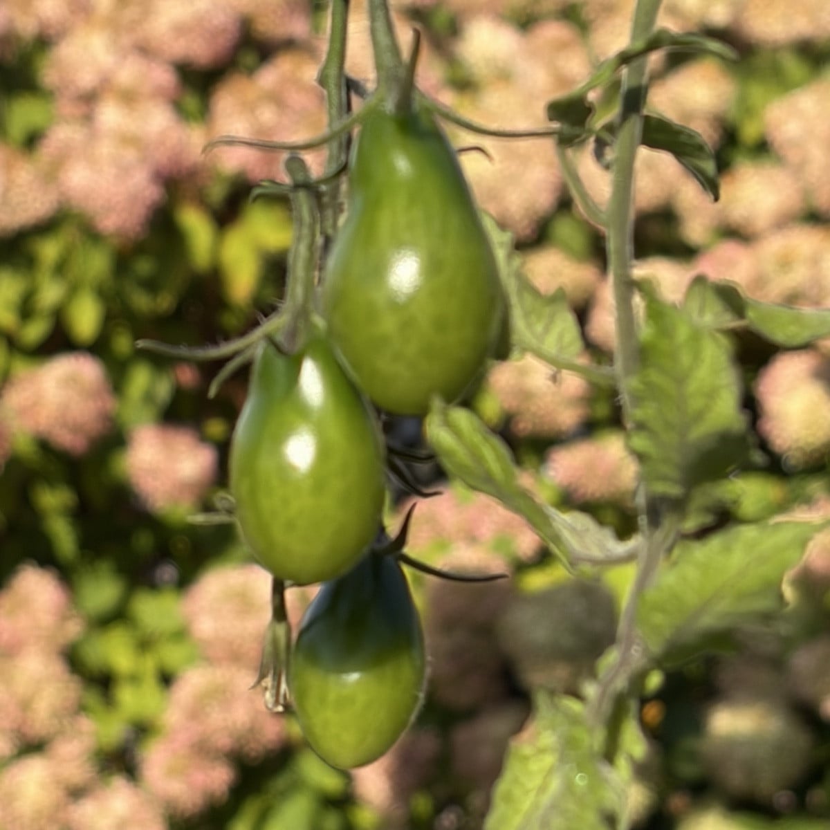 Mal ein kleines Lebenszeichen von mir und das direkt mal mit Fotos von einer meiner Tomatensorten. ☺️ 
Die Fotos sind i…