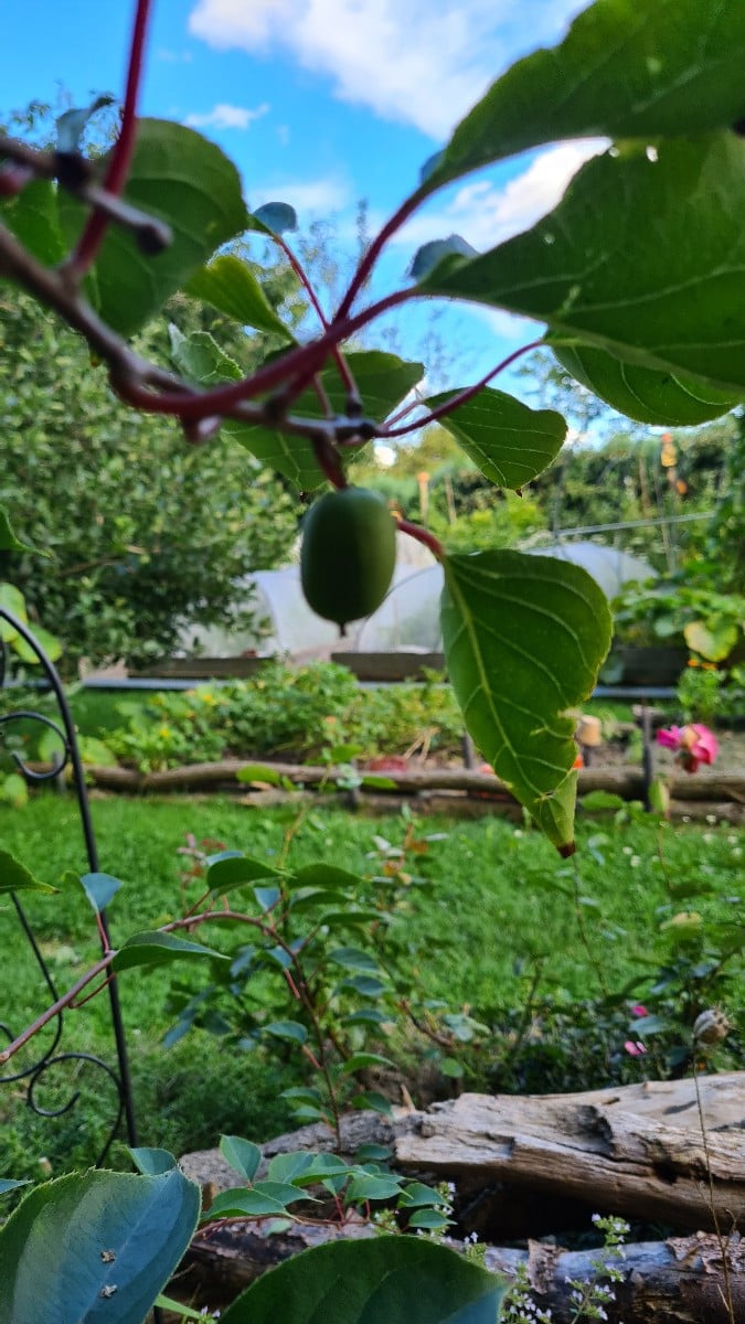 Überraschung! Eine (1) Kiwibeere ! Unser Erstling......dann noch Salat,#patron_bernhard , vorn ist deiner, er ist glatt…