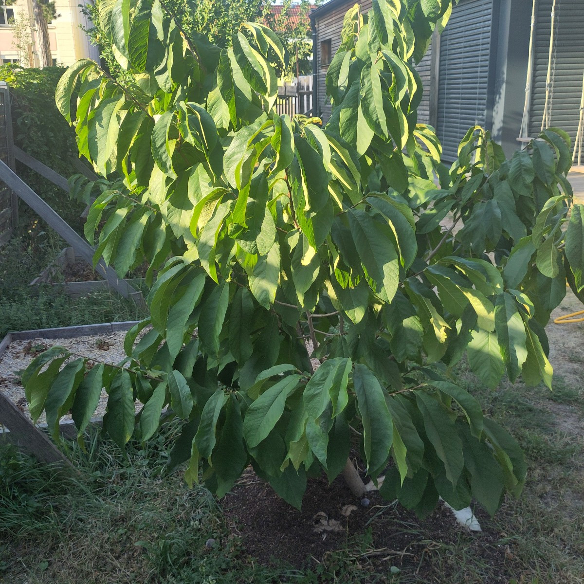 Heuer sind die Pawpaw (Indianerbanane, Asimina triloba) gefühlt früher als sonst reif. Am Baum haben die Sonnenexponier…
