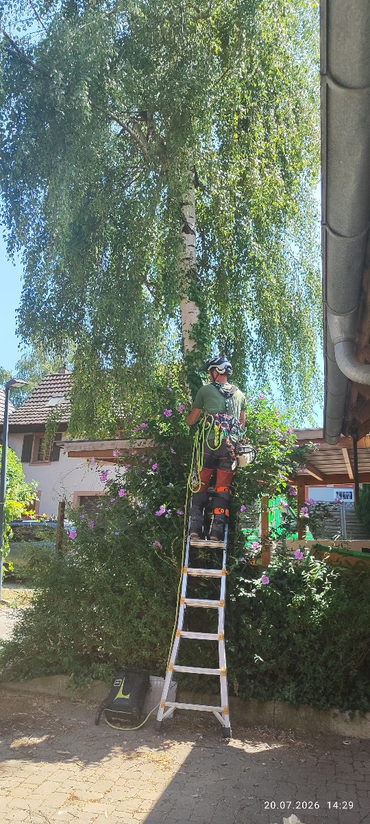 ..."Mein Freund, der Baum ist tot" 🥺 sang dereinst Alexandra...
... er starb zwar nicht im frühen Morgenrot, nein, es …