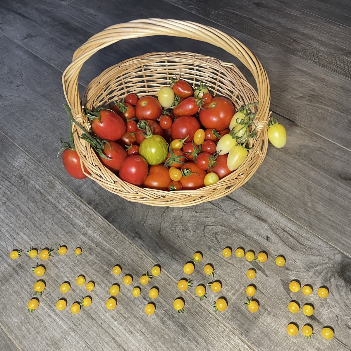 kleine 🤭 Tomatenernte heute (Harzfeuer, Hellfrucht, Dattelwein, White Pulm, Gelbe Johannisbeere, Mörchenmonster, Green…