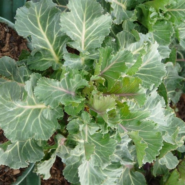 Helgoländer Wildkohl, Klippenkohl