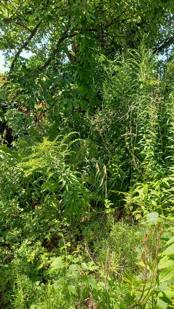 Das ist unser neuer Garten. Ich wäre nicht ich, wenn das nicht wieder eine Herausforderung wäre. Dieser Garten war jahr…