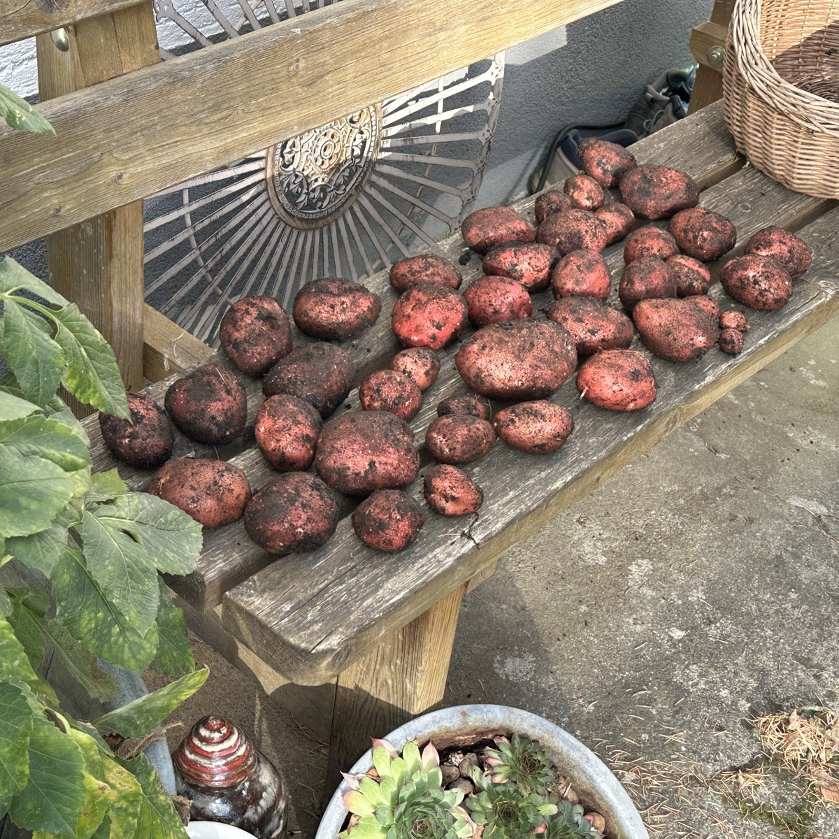 Erinnert ihr euch an mein Experiment „Strohkartoffeln“ ? Ich habe die ersten beiden Mörtelkübel beerntet und bin sehr g…