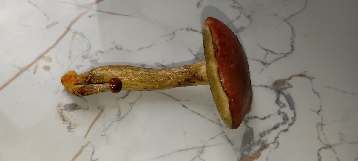 Heute die ersten Pilze gesammelt, 🍄‍🟫😀 @Luc was ist der auf dem letzten Bild, den habe ich noch nie gesehen?