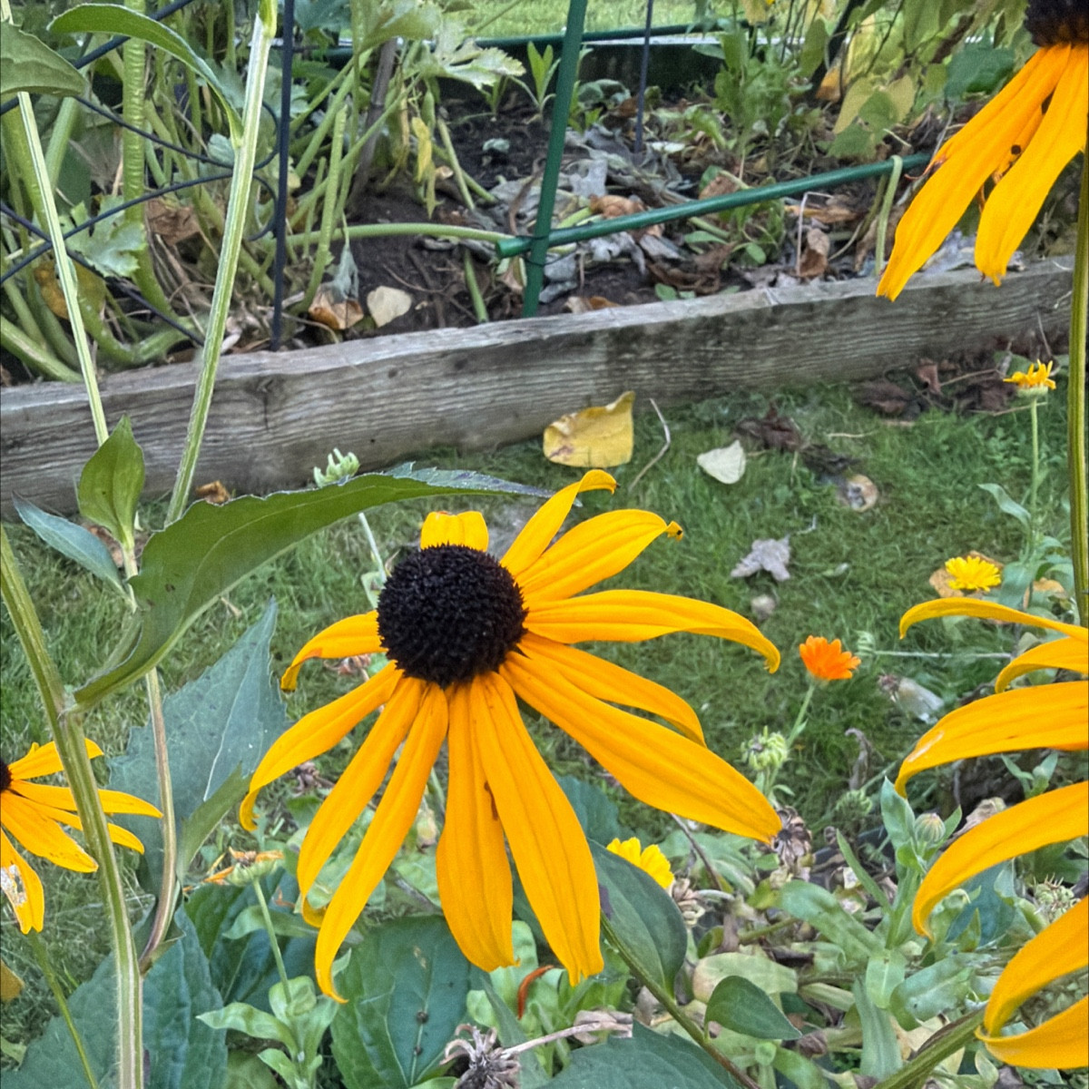 Selbstaussaaten Strohblume? Sonnenhüte 🤩
Beinwell explodiert 👌
Buchweizen sät sich auch jedes Jahr selbst aus, wie Fe…