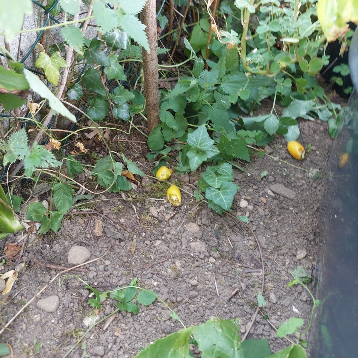Ernte.
Und die erste farbige Paprika.
Ananas. Irgendwo ist auch Sgt. Peppers.
Wahrscheinlich Ratten klauen mir die reif…