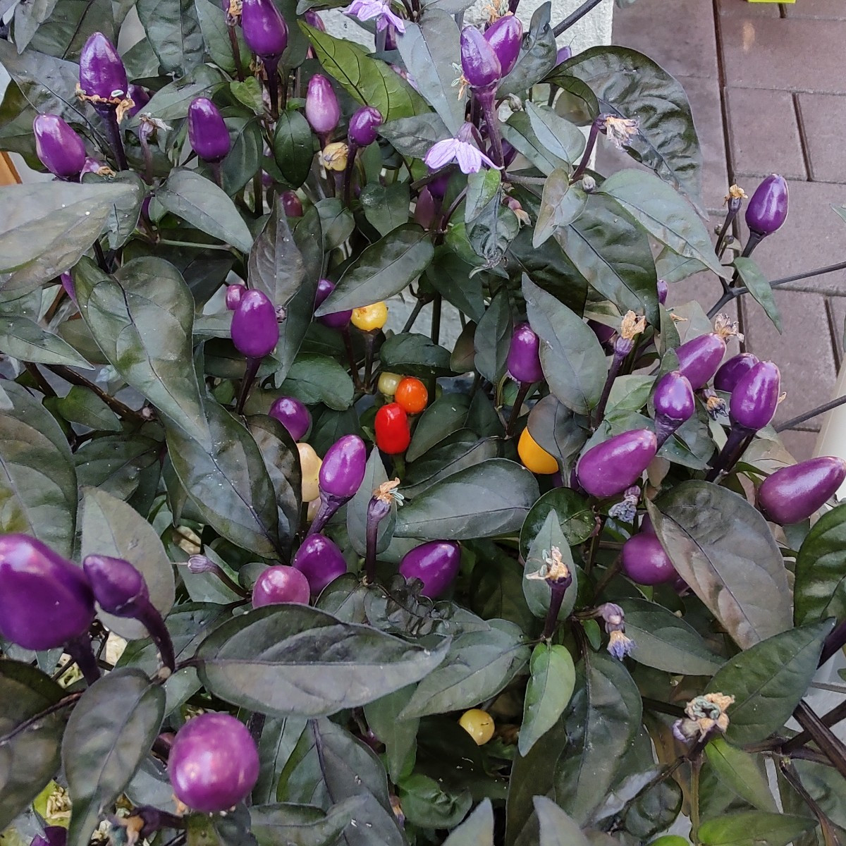 Die Lila Luzi wird so langsam. Ob es so noch viele Chilis bis zur Reife schaffen?