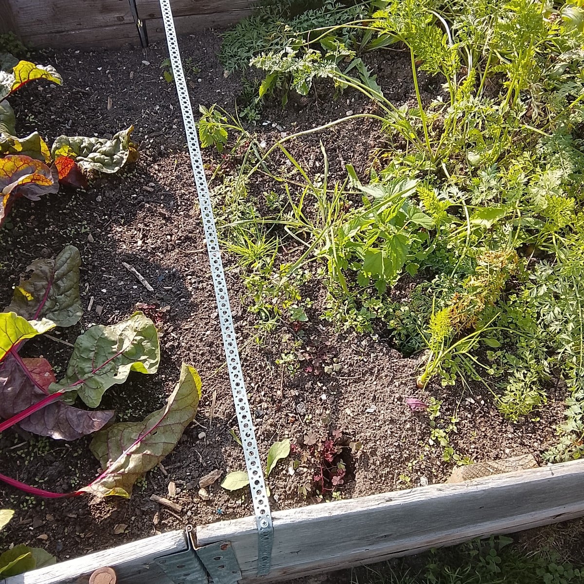 Wir haben unsere Beete auf 4 m mit den Paletten verlängert und 3x mit Lochband gegen das aufklappen gesichert.
Das Beet…