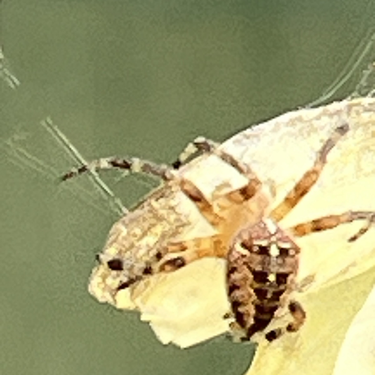 In Windeseile hat diese Spinne ihr Opfer, einen Kohlweißling, eingewickelt. 