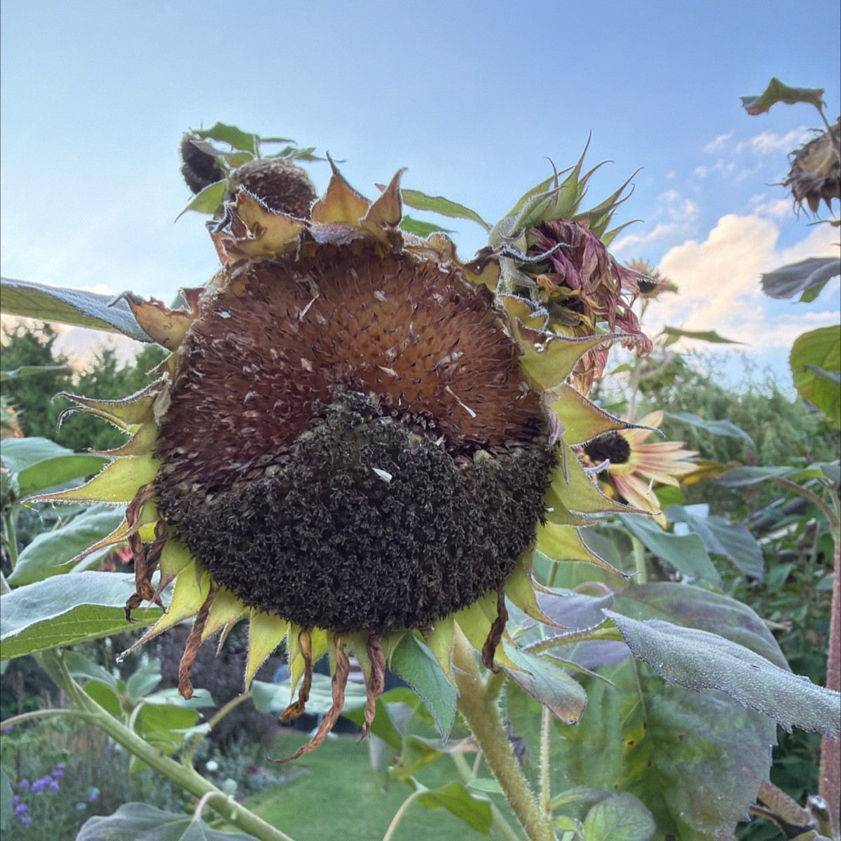 Kleines Update Ditt und Datt
@chayote-55456 strebt gen Himmel, mal sehen, was bis zum Frost noch passiert 

@pepino-168…