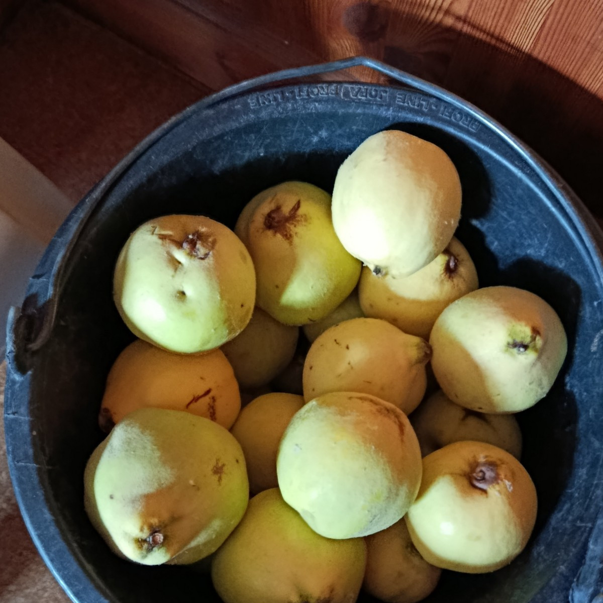 Runde zwei der Quitten: Ich habe nochmal durchsortiert und aus den angeschlagenen Quitten über ein Kilo Mus für Quitten…