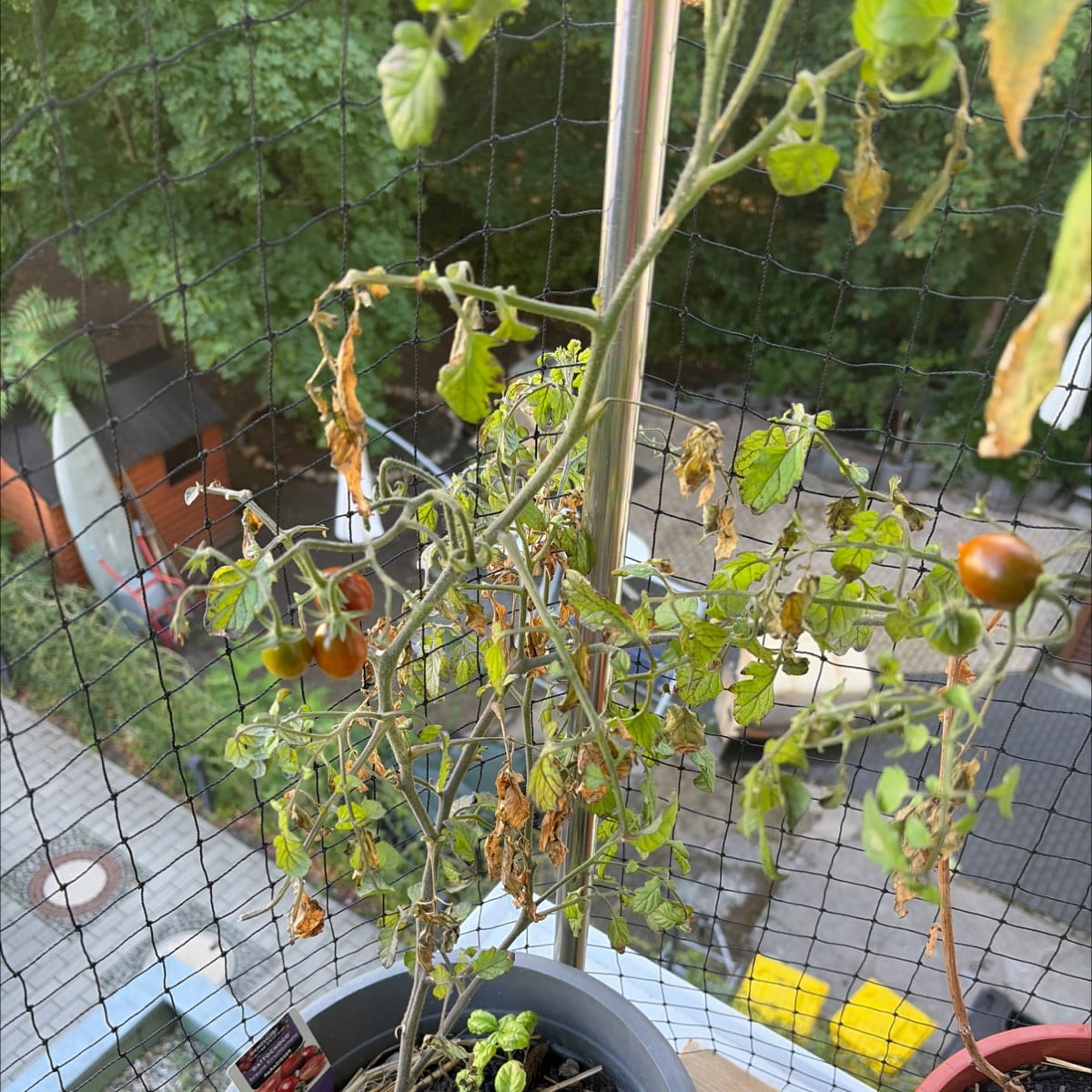Ist es normal oder hat meine Himbeere eine faulkrankheit? 

Vielleicht mögen Himbeere und Tomate sich nicht? Sie streit…