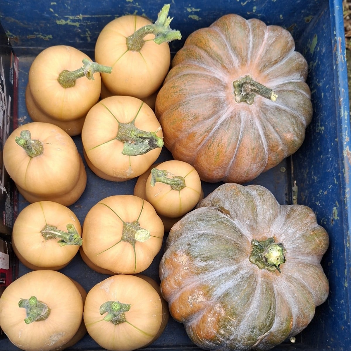 Since it's going to get much colder here starting next week, I've already winterized my garden. 😂 The pumpkins will be…