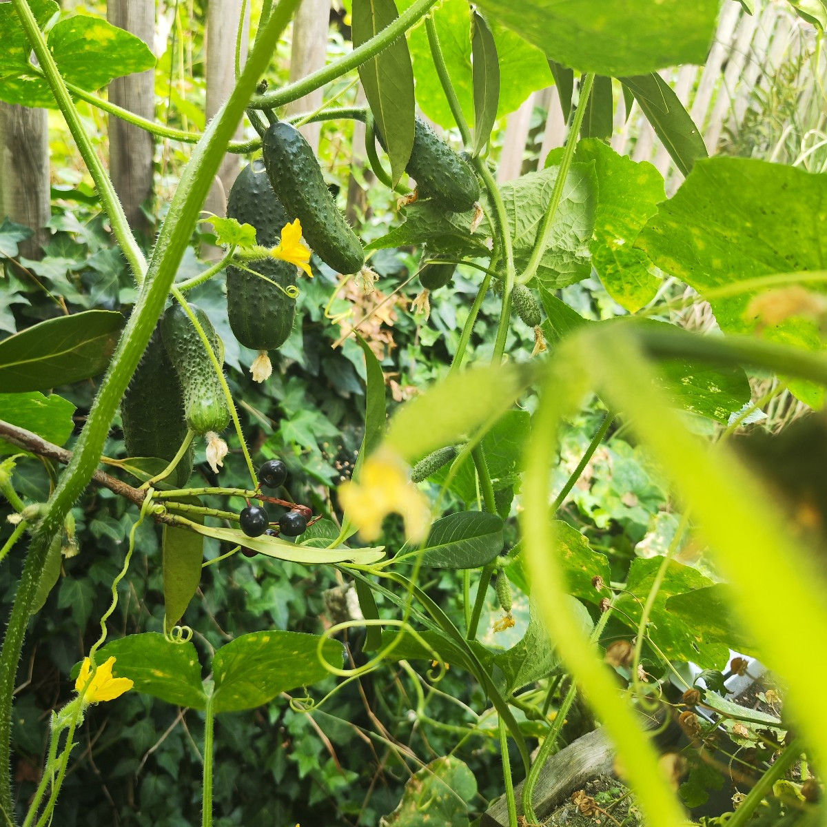 This year, my garden has EVERYTHING. From a total failure with the cucumbers to bolted lettuce and failed cauliflower, …