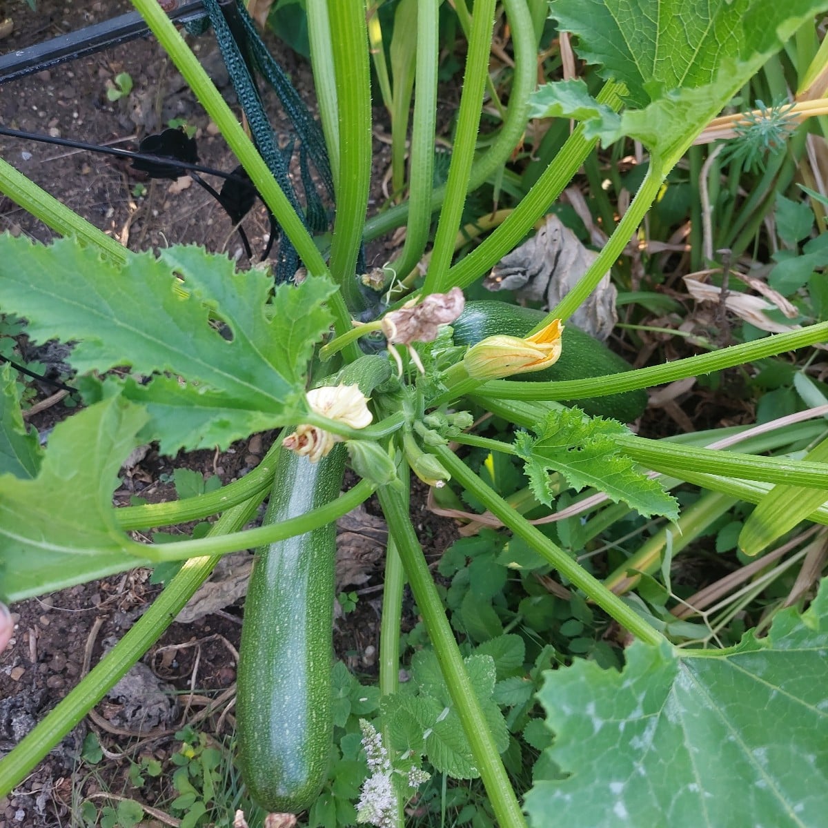 Komposition in Orange. 

Trotz gartensteppe gabs dank bewässertem Gemüse Ernte. Eine Zucchini ist da schon an den nette…
