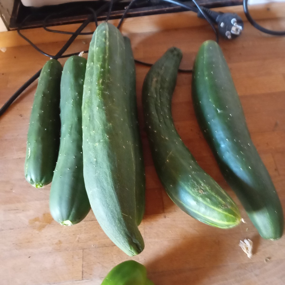 Zwiebeln am Acker gestern eingesammelt und heute Tomaten, Zucchini und Gurken geerntet 