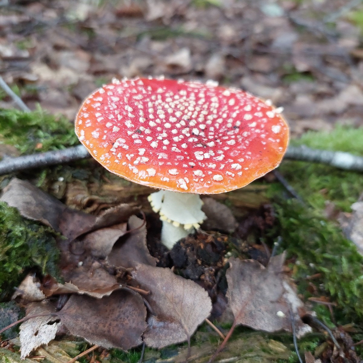 Today I finally went mushroom hunting with a friend.
:-)
I'm happy—I found enough for a meal.
:-D And I'm thrilled beca…