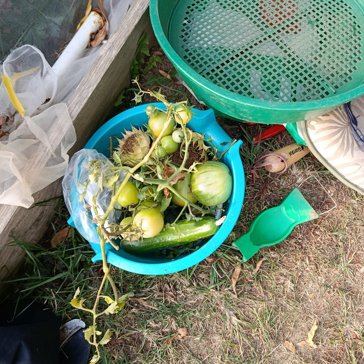 Morgens vergesse ich oft im Garten, dass ich keine zwanzig mehr bin, abends bekomme ich dann die Quittung. Wer kennt es…