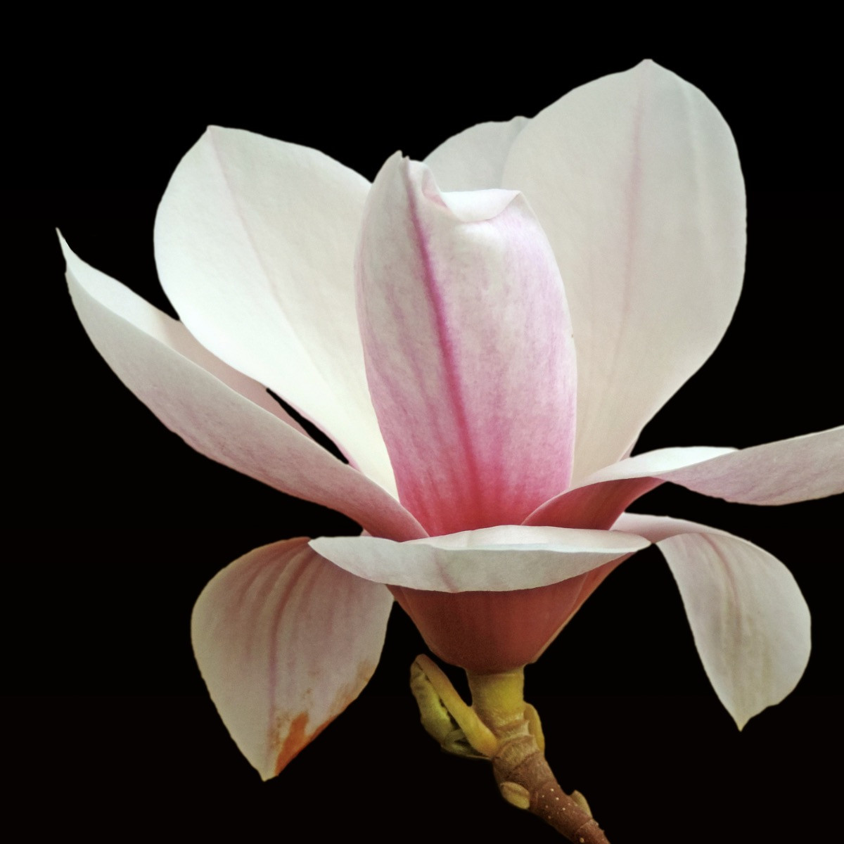 Magnolie Standardsorte