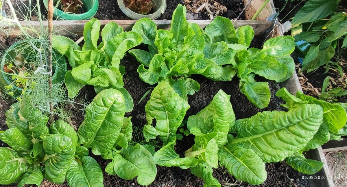 ...Endivien und Mangold voll im Saft!
...Samenproduktion Ochsenzunge und Forellenschluß: läuft!
...Die Wächterin im Chi…