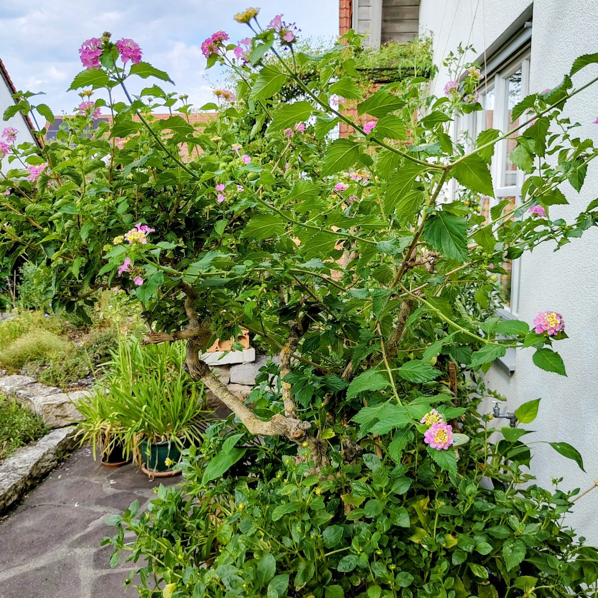 Und ein paar Blumenfotos 😀
