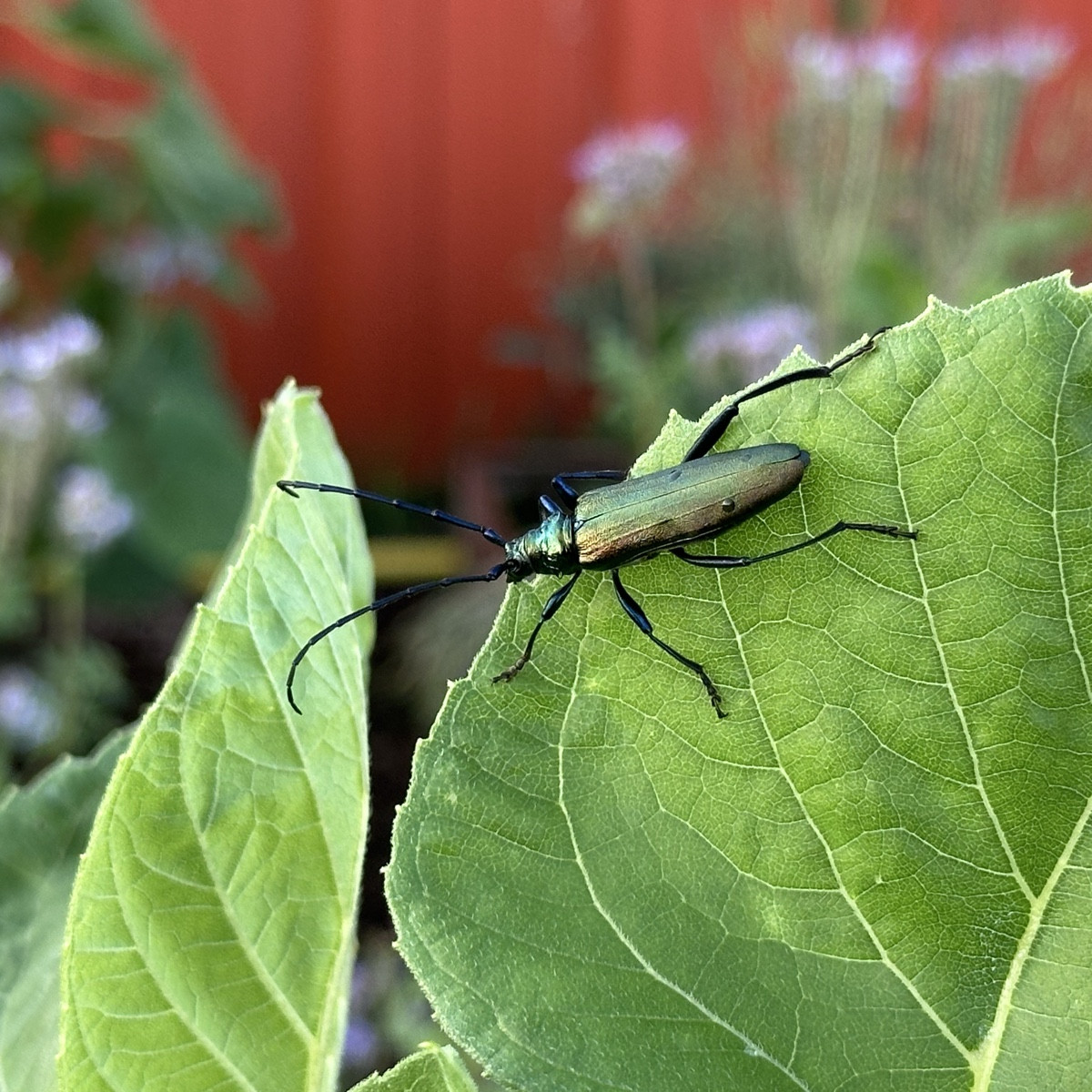 Höchstwahrscheinlich ein Moschusbock… Aromia moschata?