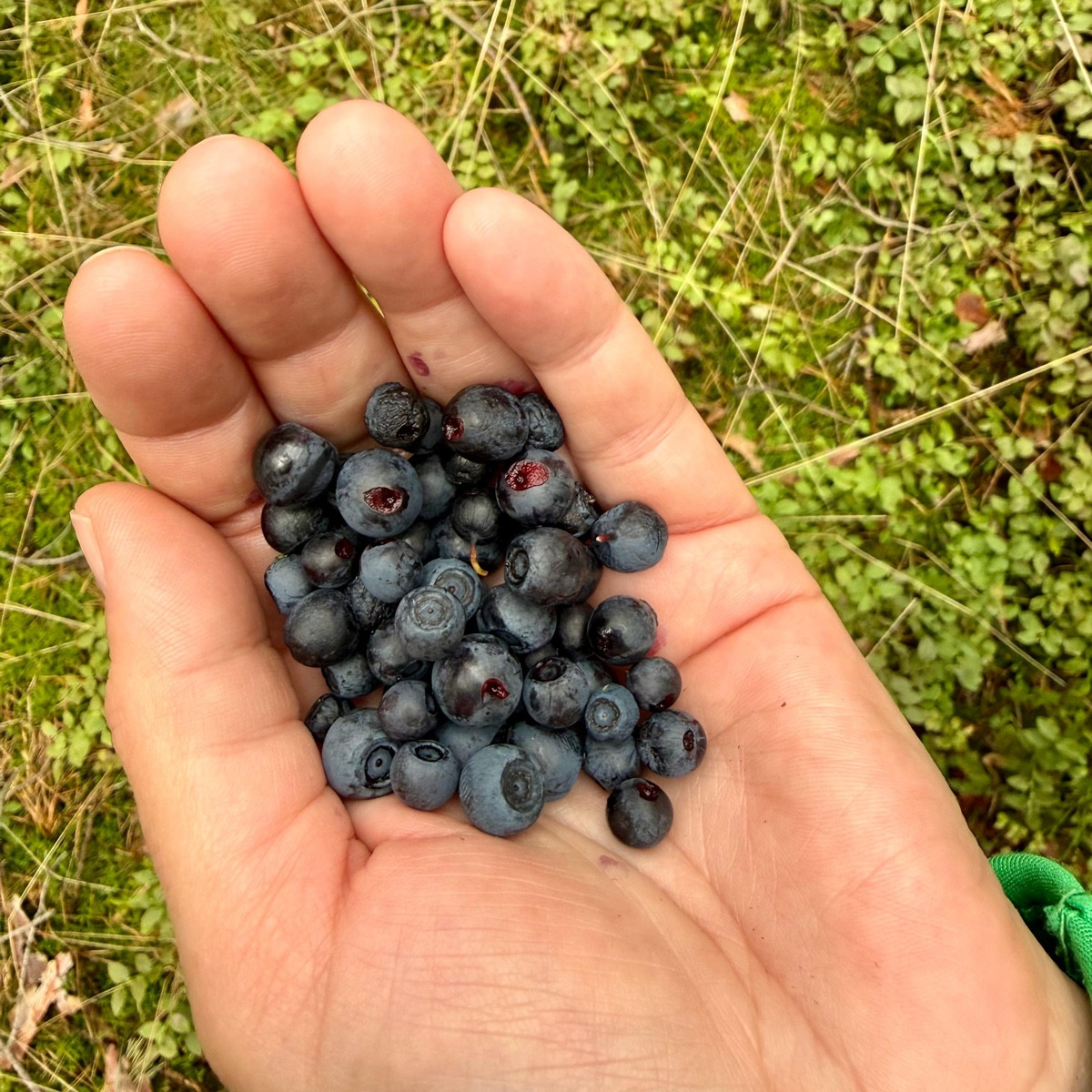Ein Fahrradausflug leider ohne ein Behälter für die Blaubeeren und es hätten noch mehr sein können  😢 