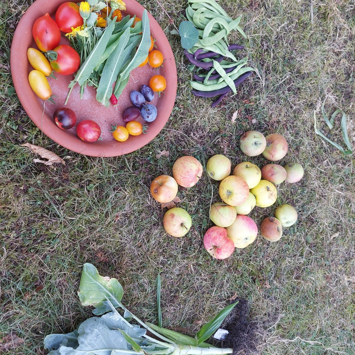 Kleine Ernte gestern. Aber fürn Tomatensalat hats gereicht.
Wie rot muss die Black Strawberry wetden? Reicht das schon?…