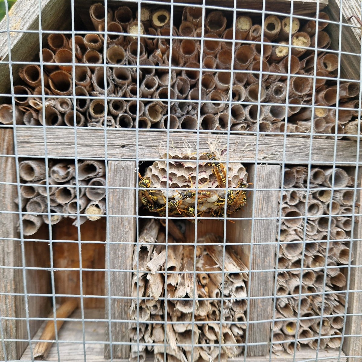 Nach Besuch des Igels im Garten noch schnell ein Igelhaus in der Scheiterbeige gebaut.🙂
Freude an der Apfelernte, wenn…