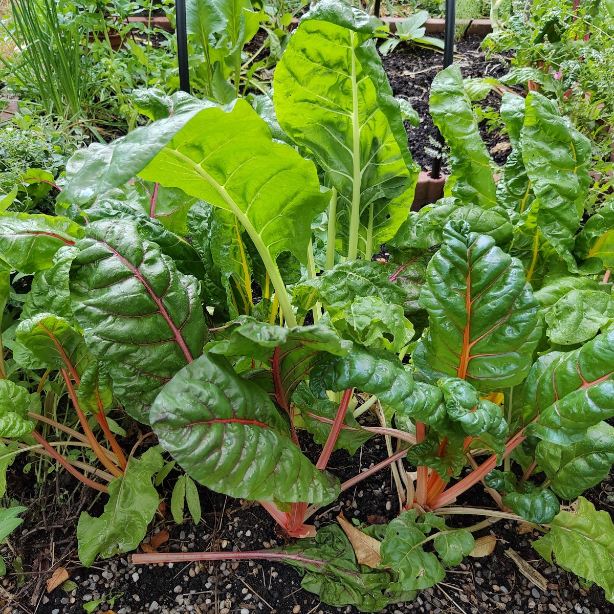 Zur Abwechslung von mir heute auch mal Gemüsefotos (ich musste unbedingt die Handykamera meines neuen Fairphones auspro…