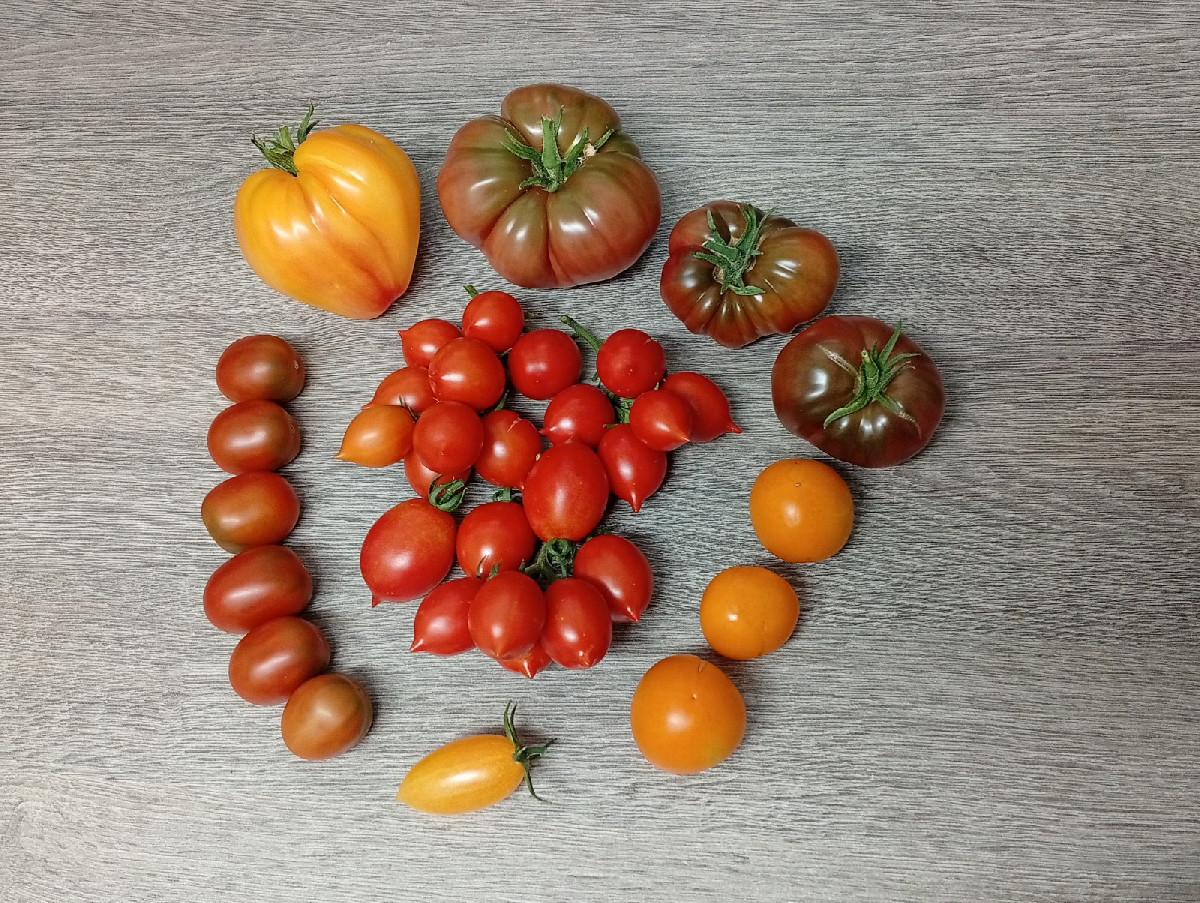Unsere heutige kleine Tomatenernte mit den Piennolos de Vesuvio in der Mitte. Zu ihnen gesellen sich @orangerussian-244…