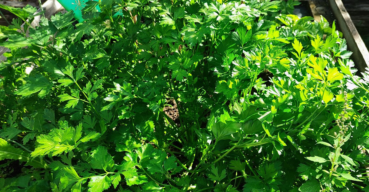 ...Ein paar frühherbstliche Impressionen aus'm Garten...
Die #kletterzucchini trotzt immer noch tapfer dem echten Mehlt…