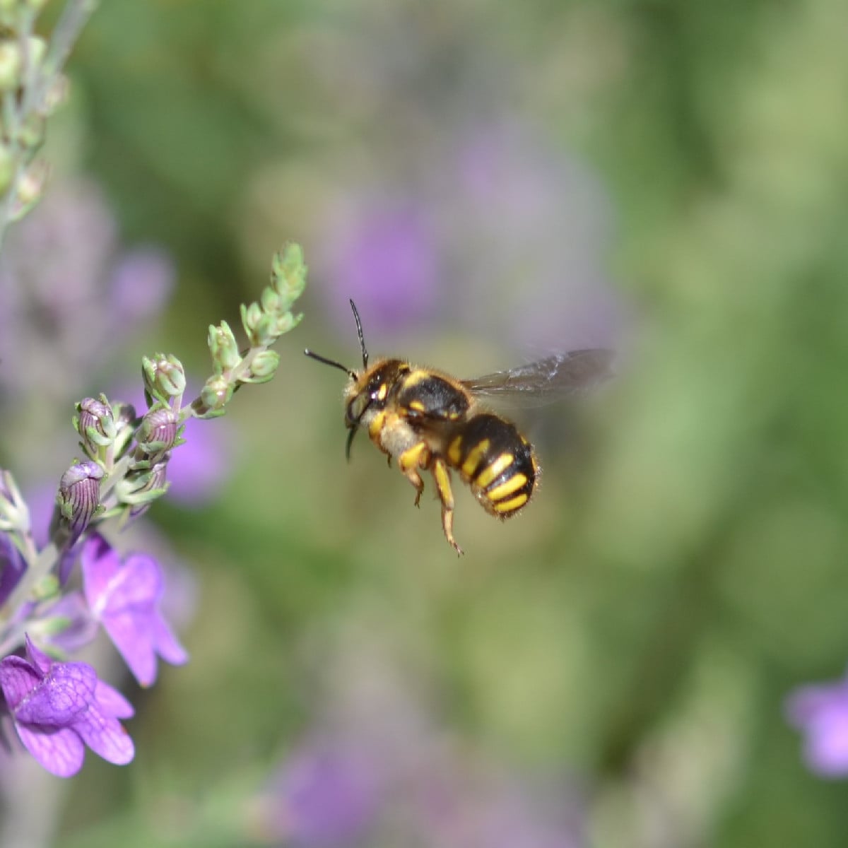 Seit Tagen beobachte ich dieses Wollbienen-Männchen (Foto 1 und 2), das unermüdlich um ein üppiges Purpur-Leinkraut Pat…