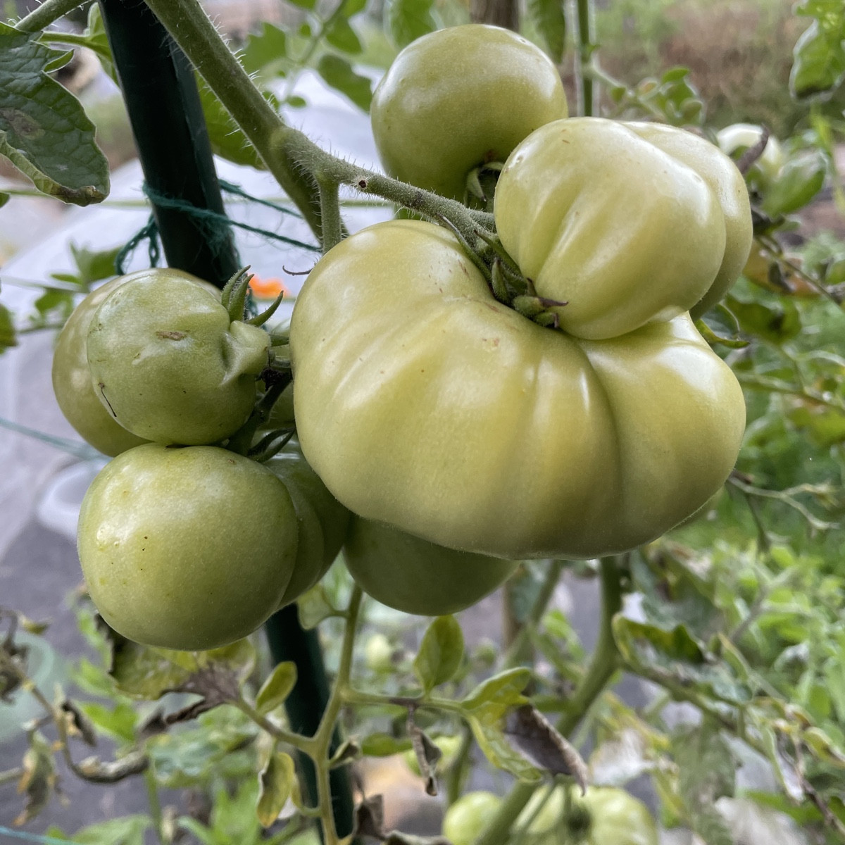 da war ich eine halbe Woche mal nicht nach den Tomaten gucken 👀 🫣

#einkaufenimgarten 🍅 @raf-188263
@cherrysweetie-9…