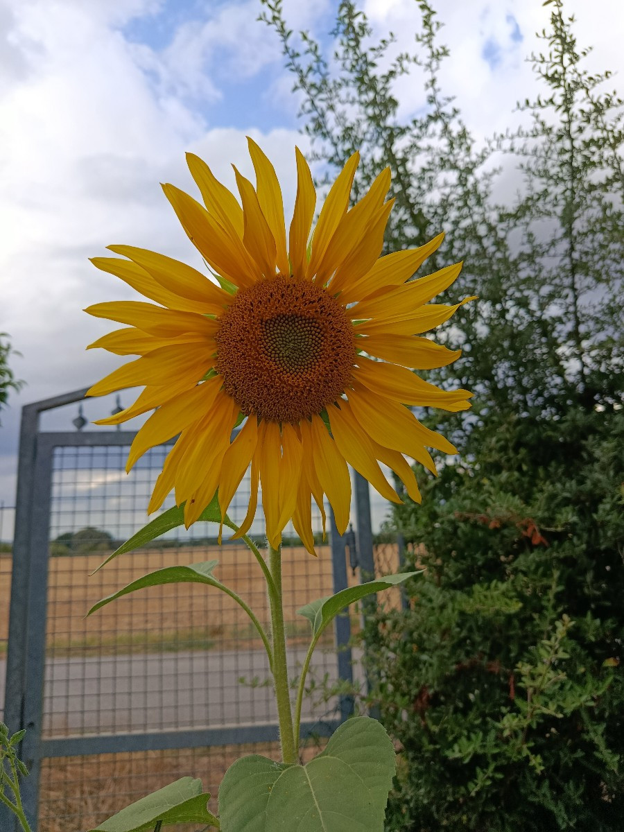 Meine vier Sonnenblumen fangen an zu blühen. 🥰 Das neue Erdbeerbeet habe ich heute bepflanzt in Mischkultur mit Schnit…