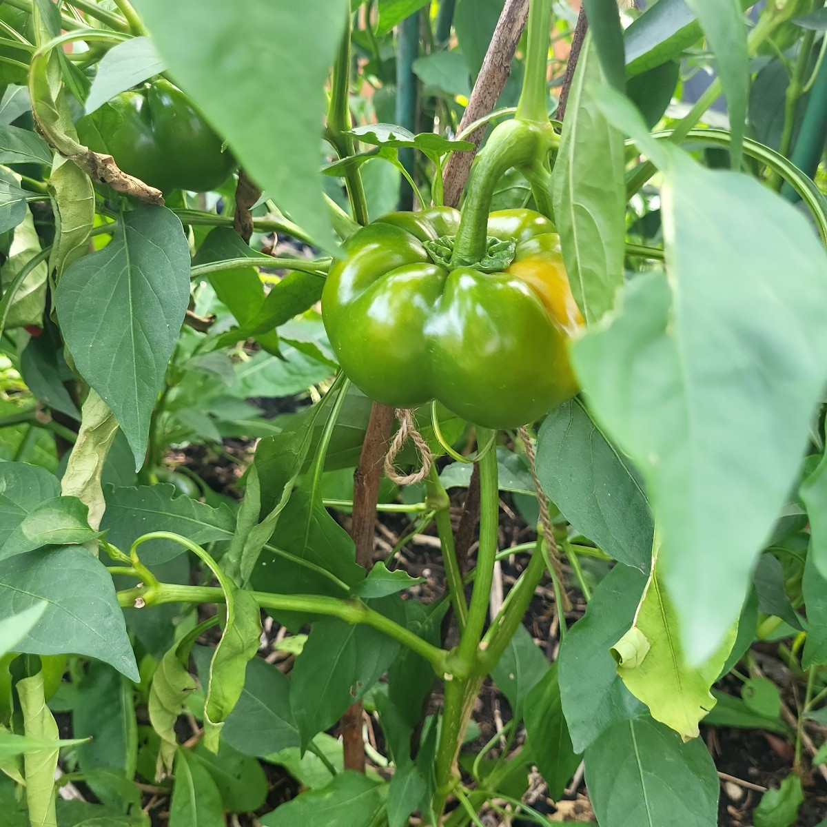 Paprika olè! Meine Blockpaprika werden jetzt doch noch reif! Die Padrons machen einfach nicht schlapp und meine milden …
