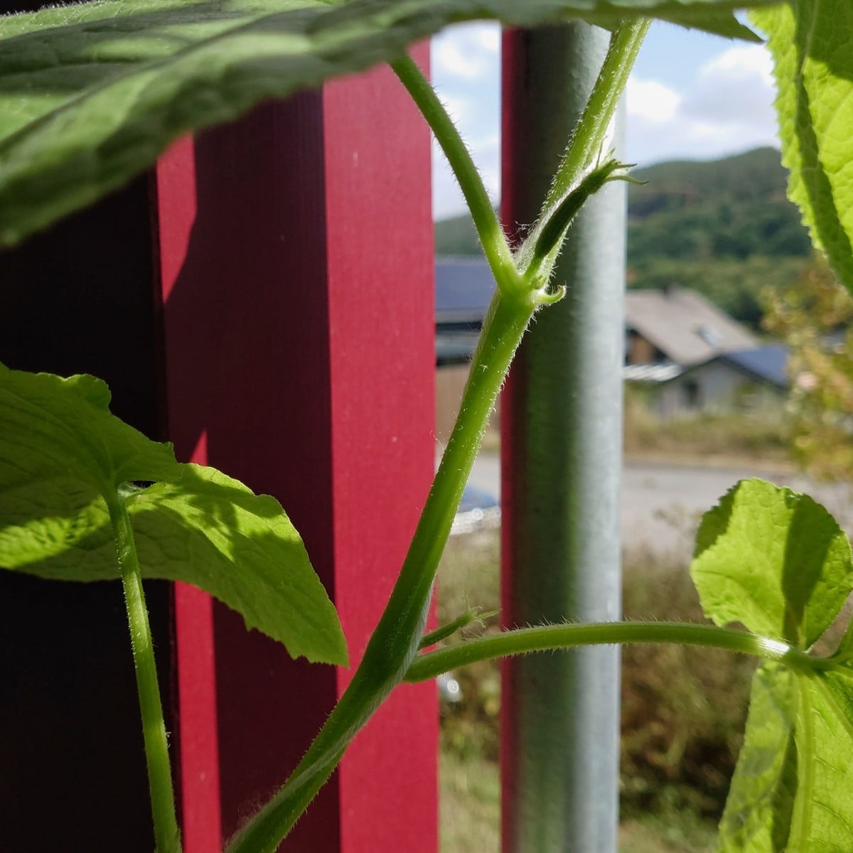 Meine Gurkenstecklinge (aus abgebrochenen Spitzen - in Wasser bewurzelt) beginnen Gürkchen zu bilden. 