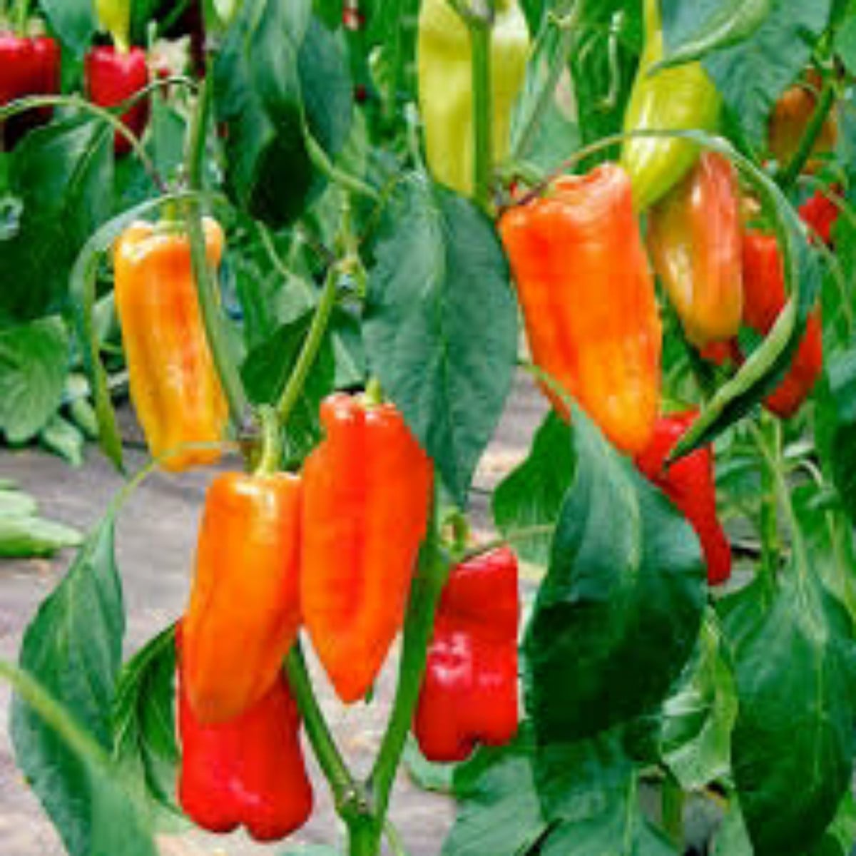 Gute Nachbar Paprika 1
