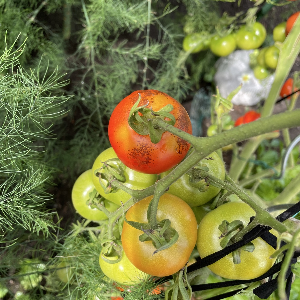 Was können meine Freilandtomaten haben (Sorten: RAF und Harzfeuer), das sie solche braunen Punkte bekommen?