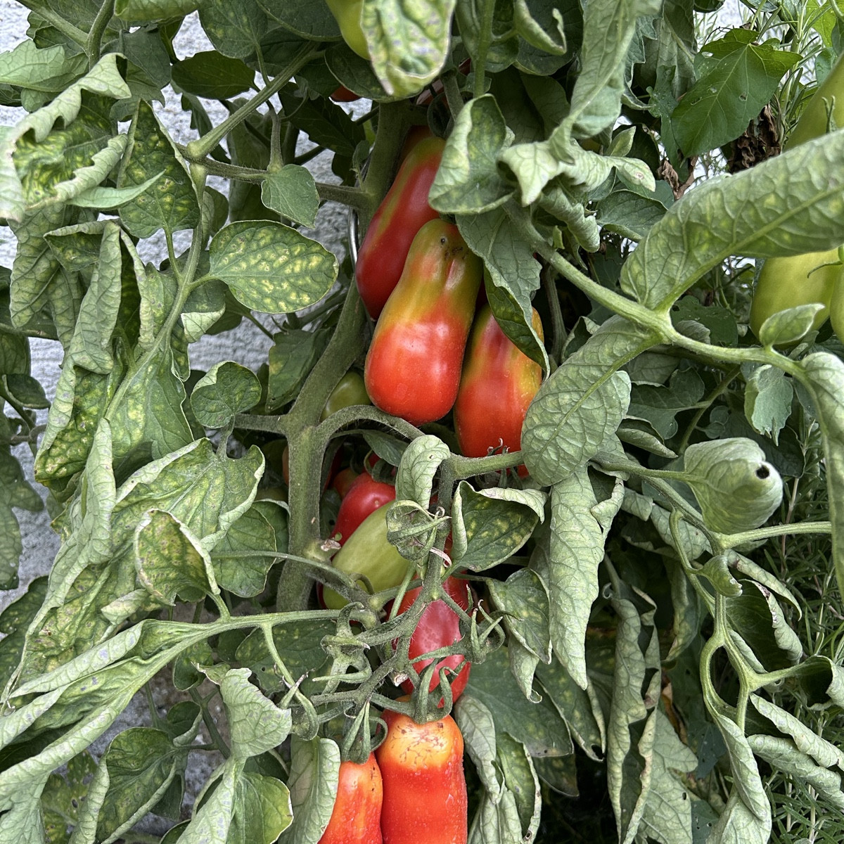 Also - für die (Freiland)Tomaten war das - auch dank Tröpfchenbewässerung - ein Hammerjahr! Null Mehltau, Null Braunfäu…