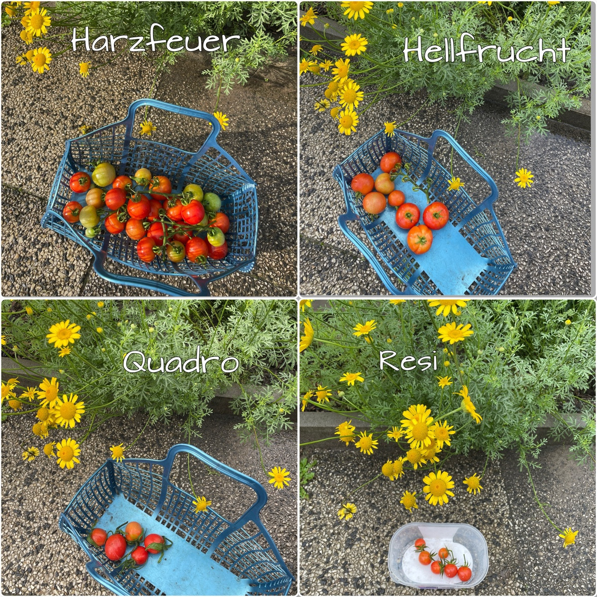 #erntefreuden #einkaufenimgarten 

8 🍅-Sorten (Resi, Sweetie, Dattelwein, Quadro, Hellfrucht, Hatzfeuer, RAF, Märchenm…