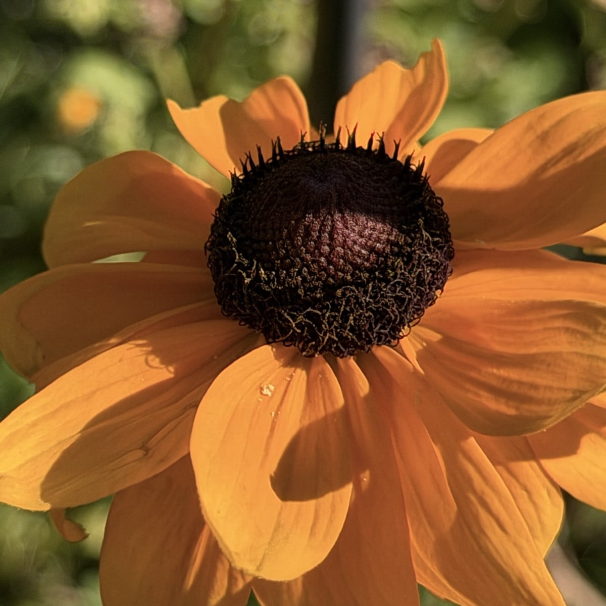 Der Sanddorn trägt dieses Jahr noch mehr als letztes Jahr.
Die Rudbekien oder Sonnenhüte haben sich selbst ausgesamt, h…