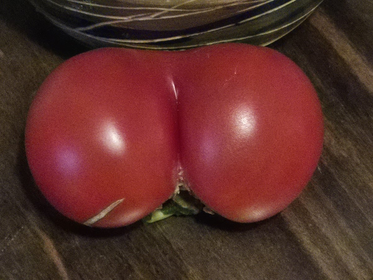 I like big tomatos and I cannot lie!