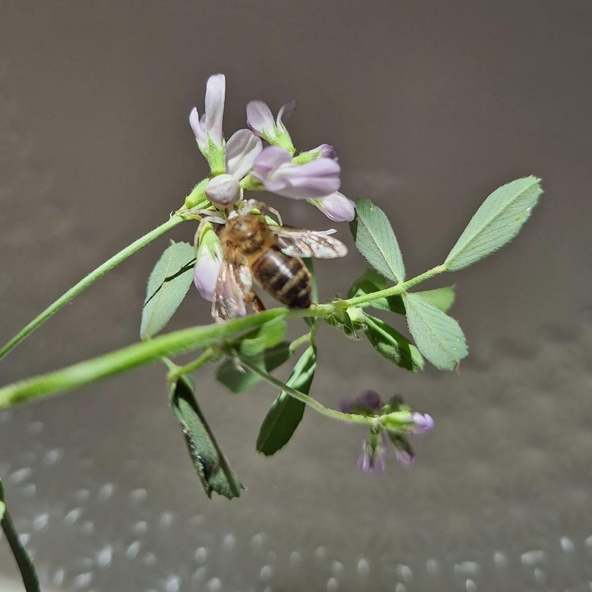 Manchmal sehe ich tote Bienen auf einer Blüte, aber wenn ich genauer hinschaue, entdecke ich eine getarnte Spinne, die …