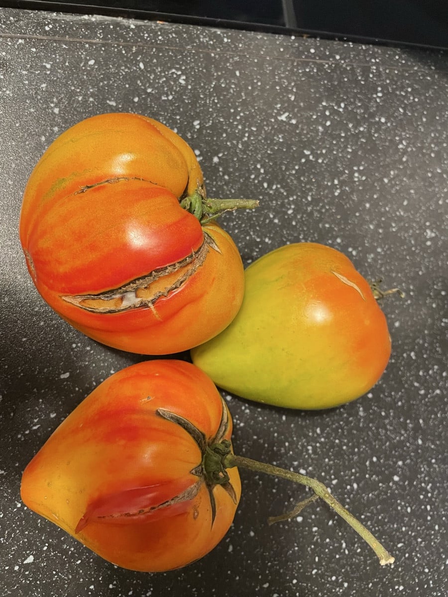 Mein Rekord dieses Jahr! Die größte Tomate wog fast 373 g! Obwohl ich viele verschiedene Tomatensorten angebaut habe, s…