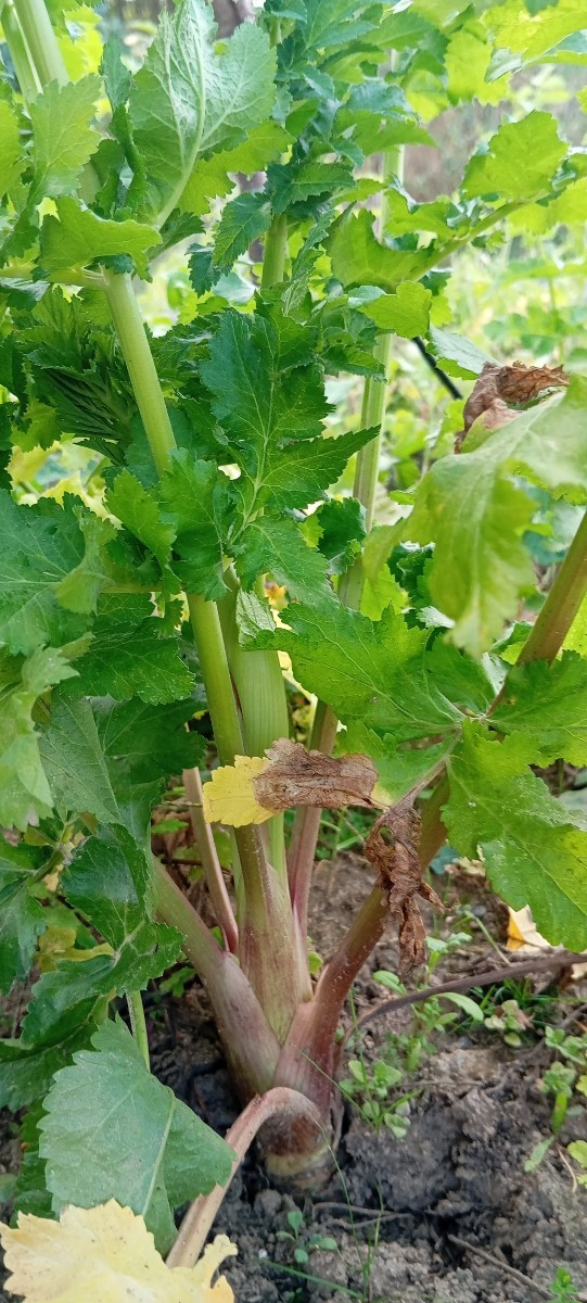 Die ersten 2 Inkagurken sind befruchtet. 😀🥒
Die Brutknöllchen am Yams wachsen.🥔
Die erste Arracaccha bekommt auch en…